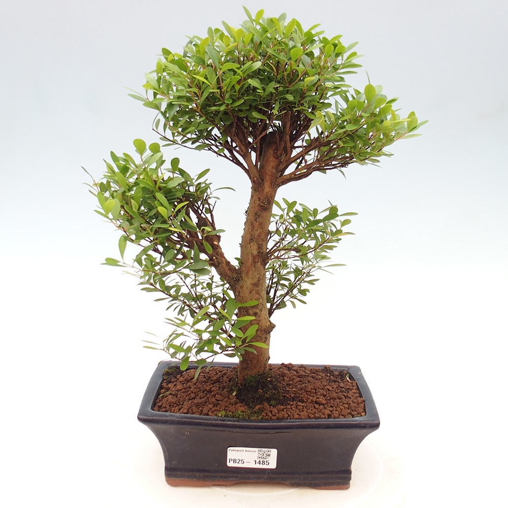 Zimmer Bonsai - Syzygium - Pimentovník