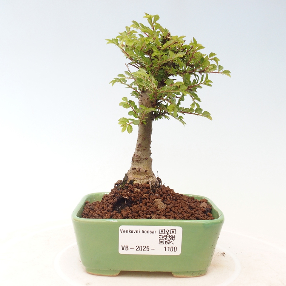 Bonsai im Freien - Ulmus parvifolia Sagei - Kleinblättrige Ulme