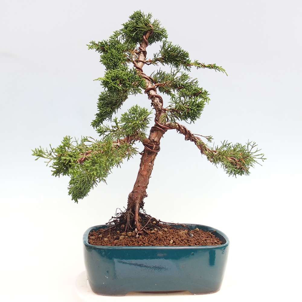 Outdoor-Bonsai - Juniperus chinensis Kishu - Chinesischer Wacholder