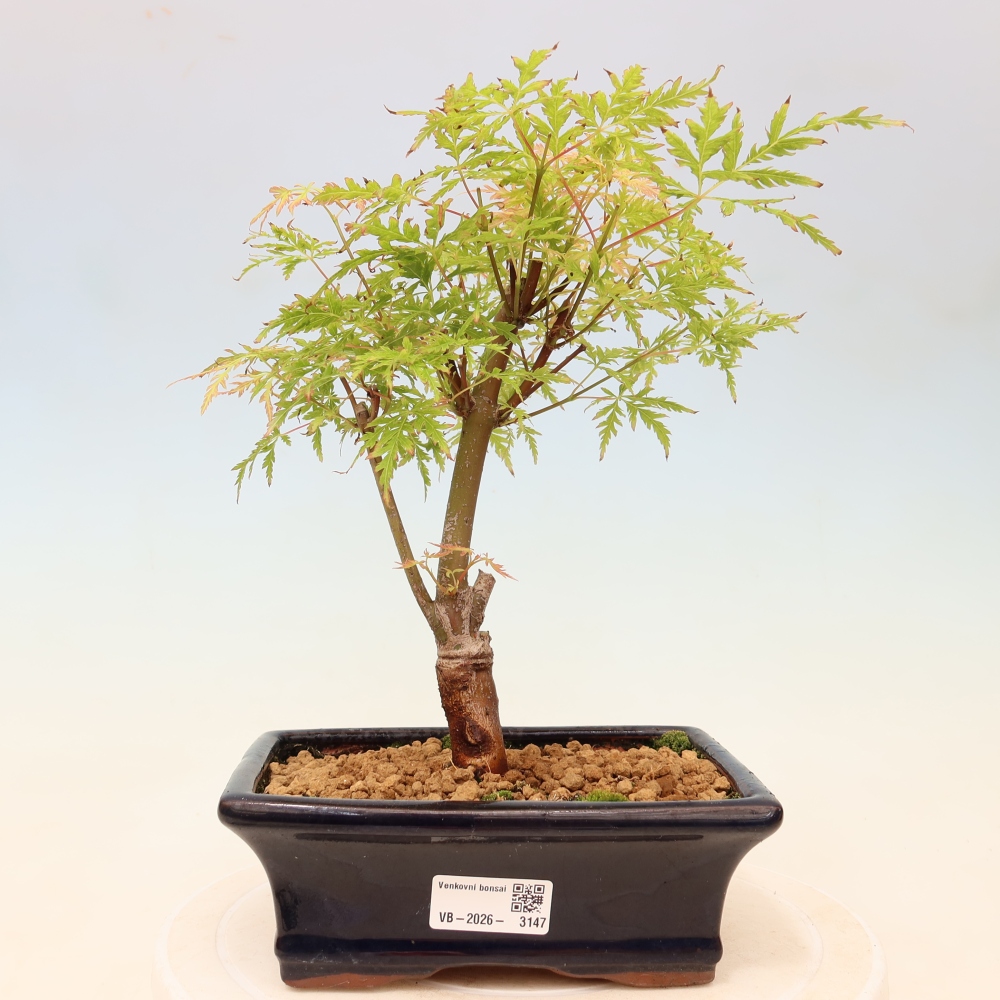 Bonsai für draußen - Acer palmatum Dissectum