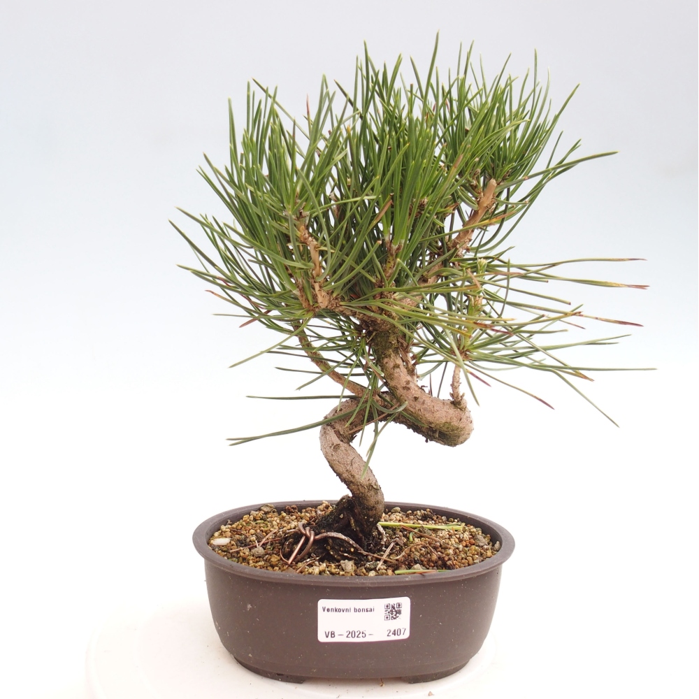 Bonsai im Freien - Pinus thunbergii - Thunbergia-Kiefer