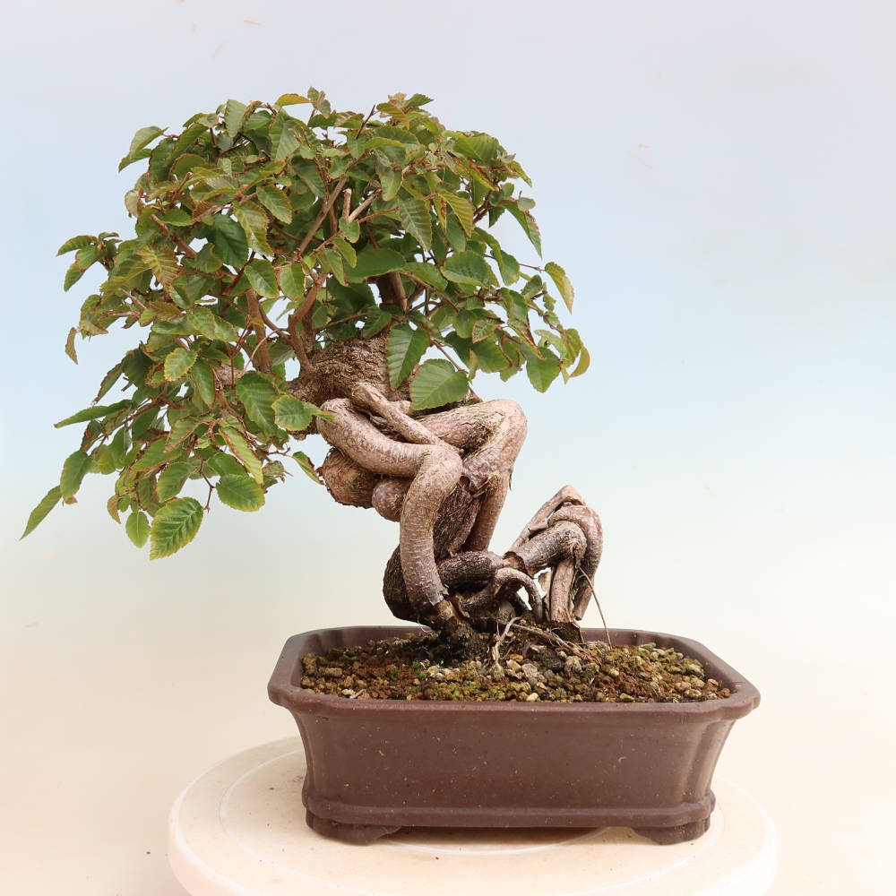 Bonsai für draußen -Carpinus CARPINOIDES - Koreanische Hainbuche