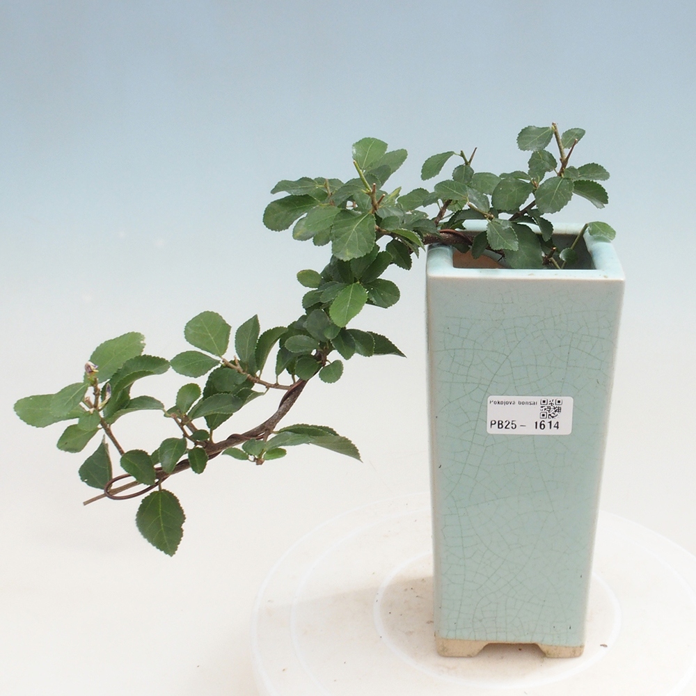 Zimmerbonsai - Grewia occidentalis - Lavendelstern