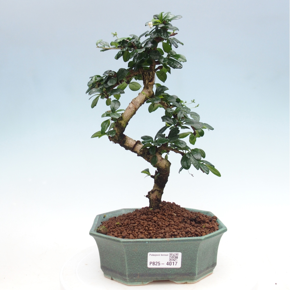 Zimmer-Bonsai - Carmona macrophylla - Tee-Fuki