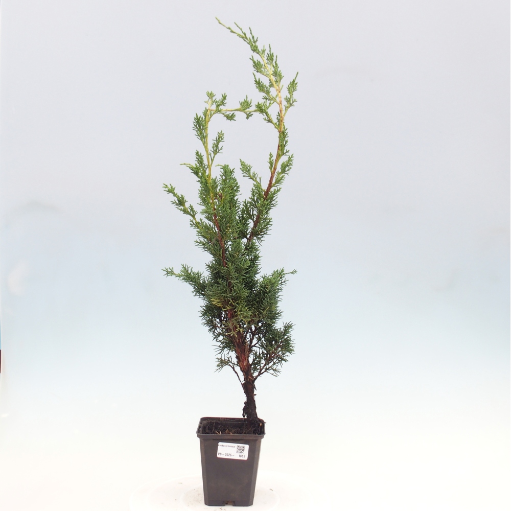 Bonsai für draußen - Juniperus chinensis Kishu