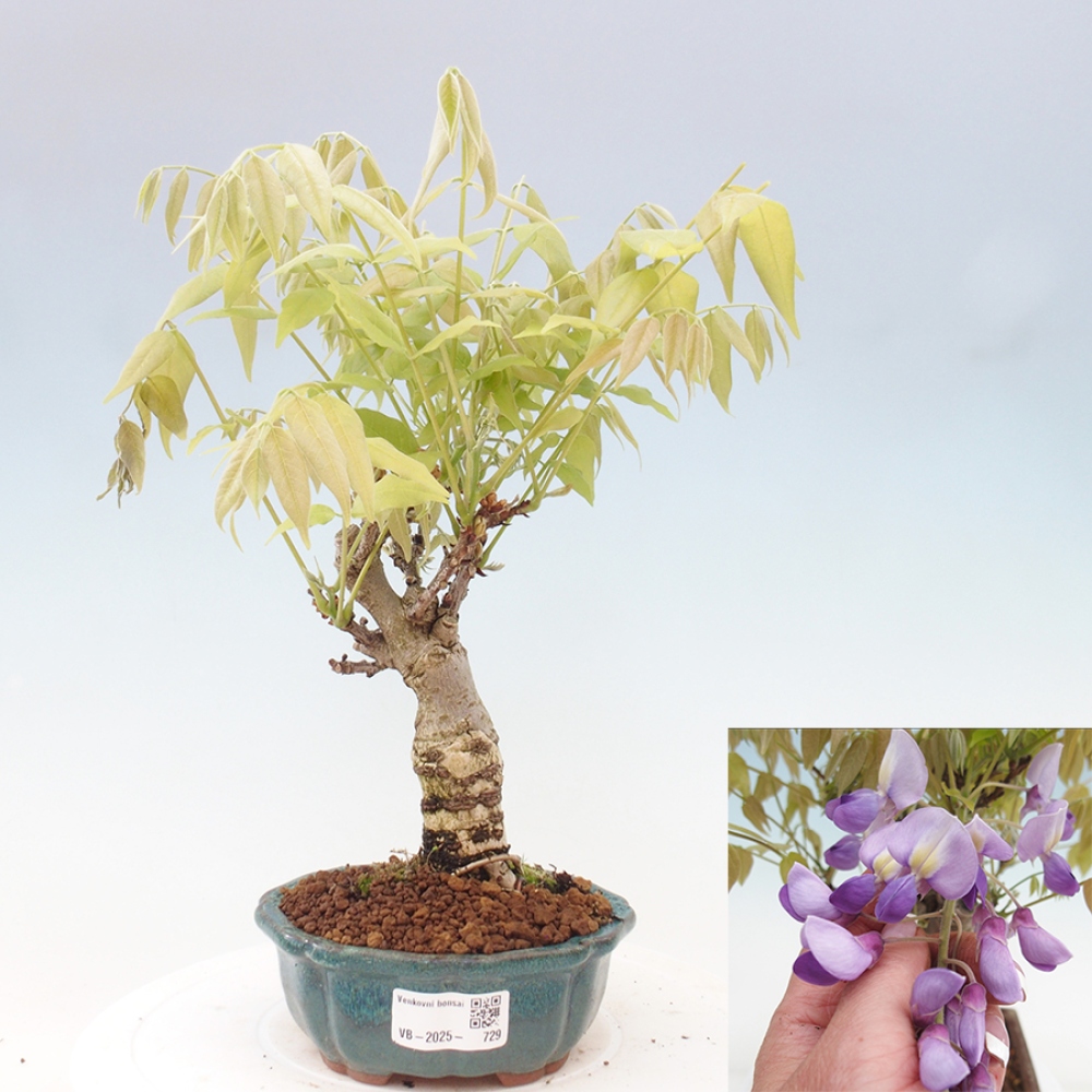 Bonsai im Freien - Wisteria floribunda - Wisteria floribunda