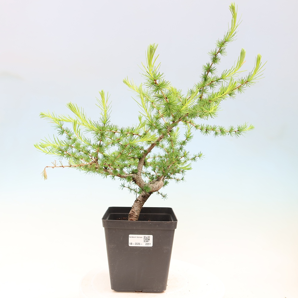 Bonsai für draußen -Larix decidua - Lärche