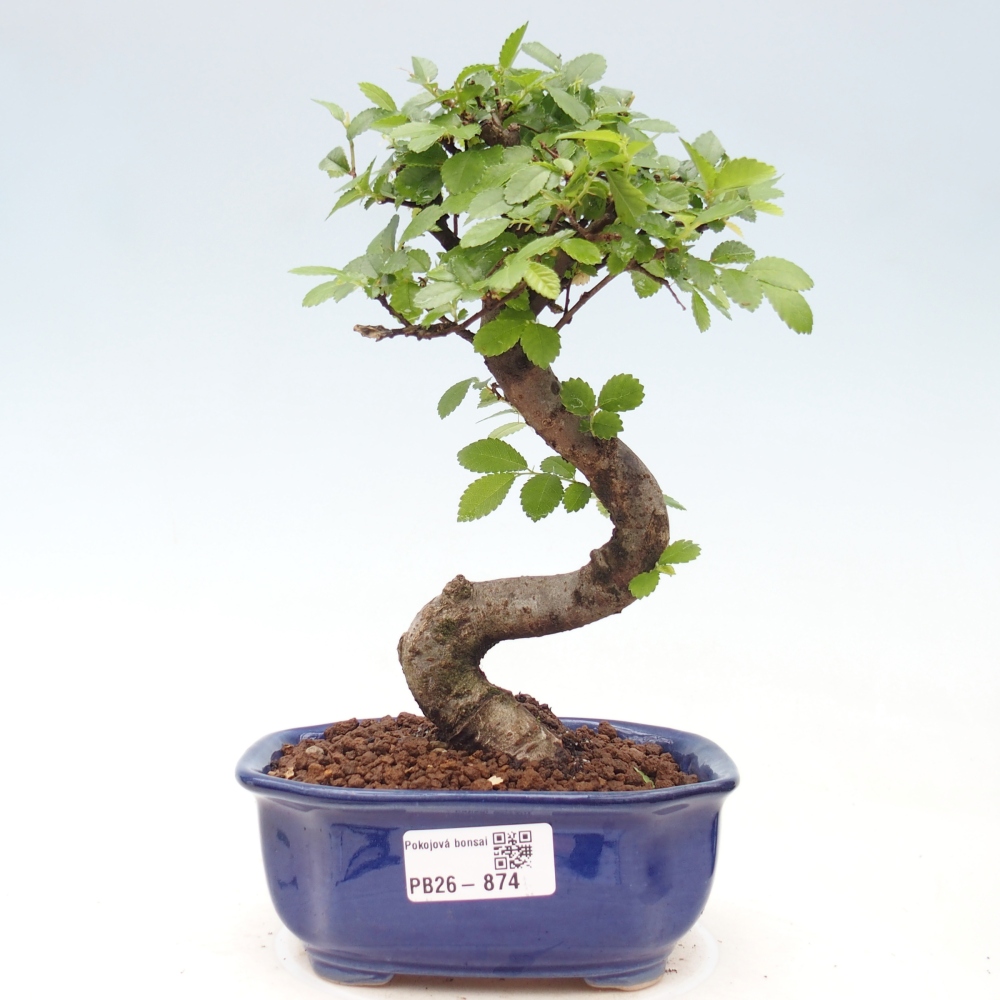 Zimmerbonsai - Ulmus parvifolia - Kleinblättrige Ulme