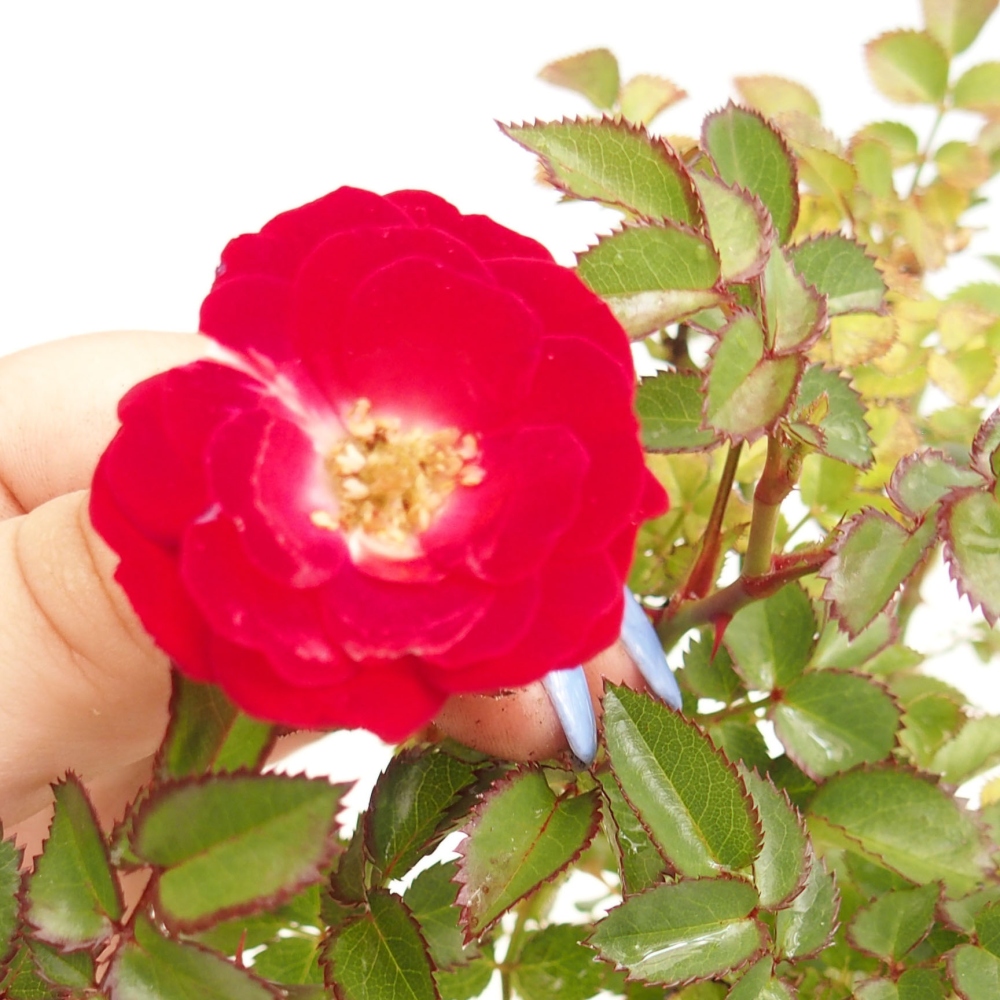 Freilandbonsai - Rosa Kordes -  Rose