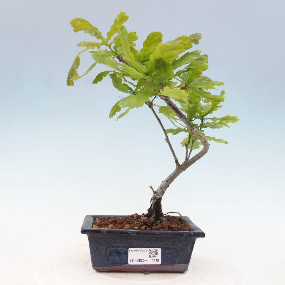 Outdoor-Bonsai - Quercus robur - Eiche