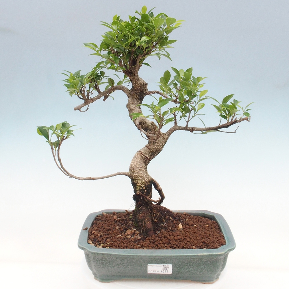 Zimmerbonsai - Ficus kimmen - kleinblättriger Ficus