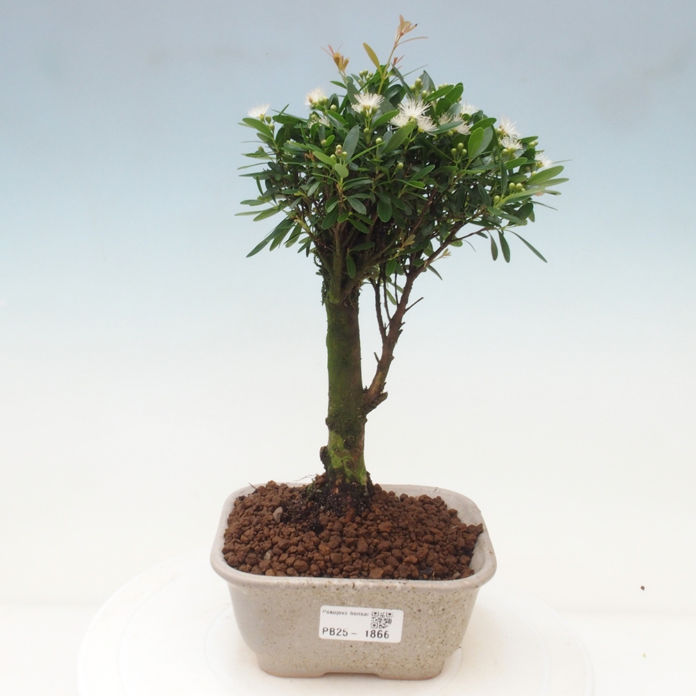 Zimmer Bonsai - Syzygium - Pimentovník