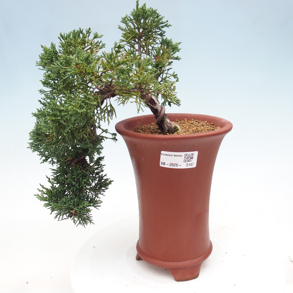 Bonsai im Freien - Juniperus chinensis Kishu - Chinesischer Wacholder