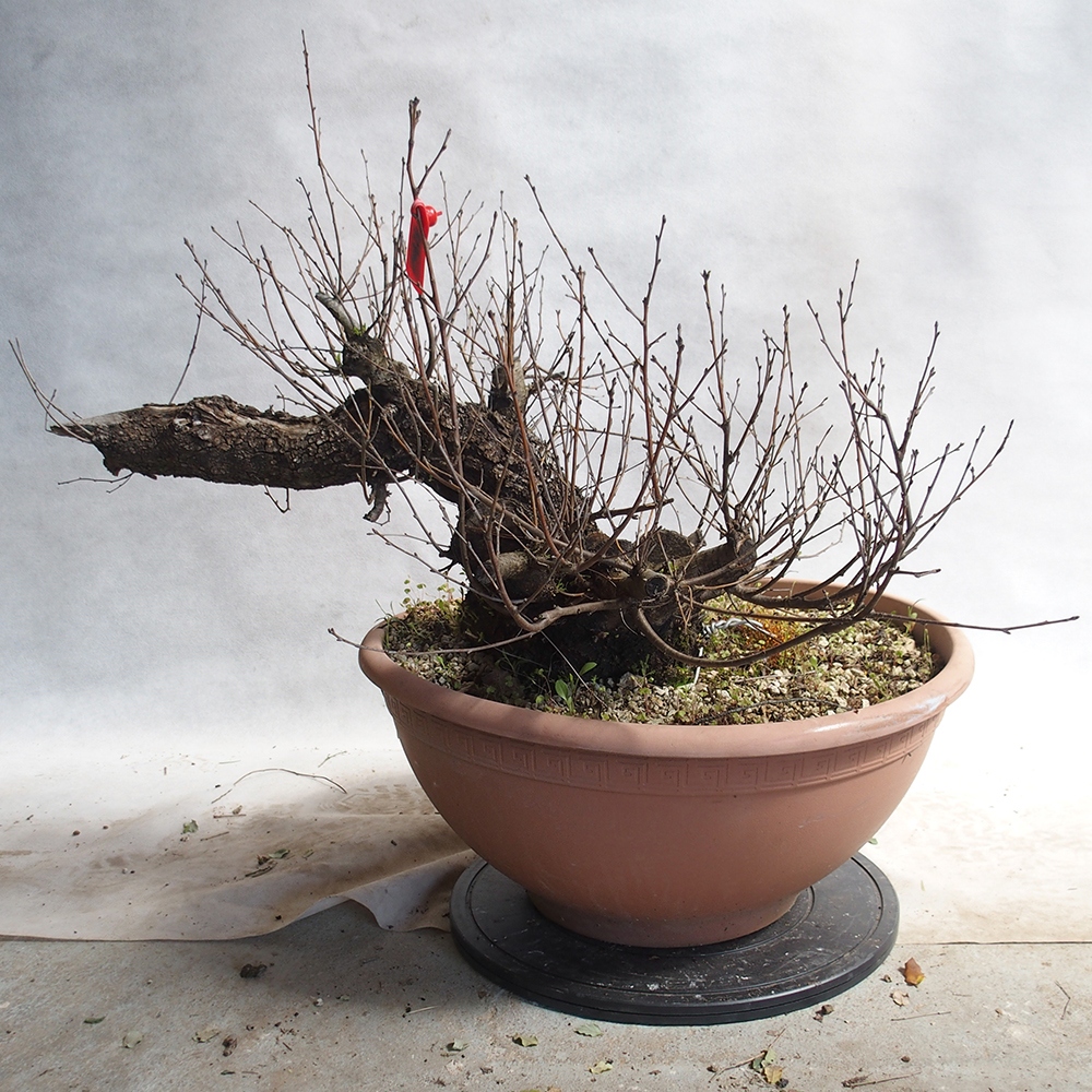 Outdoor Bonsai -Mahalebka - Prunus Mahaleb