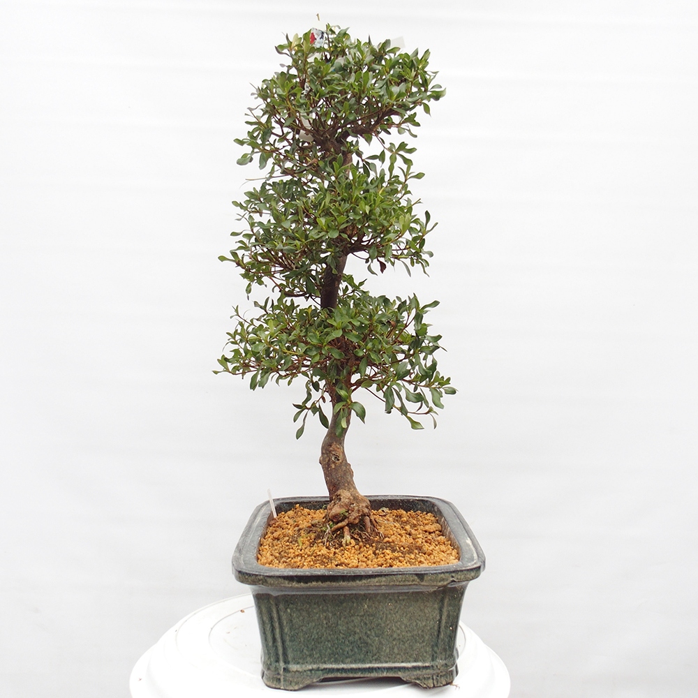 Bonsai für draußen - Japanische Azalee - Azalea Kisshoten