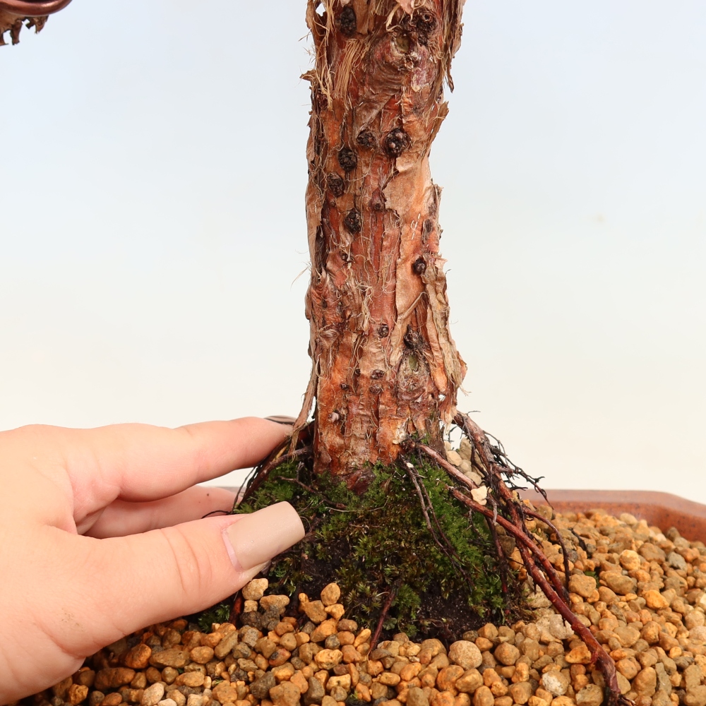 Bonsai für draußen - Juniperus chinensis Kishu