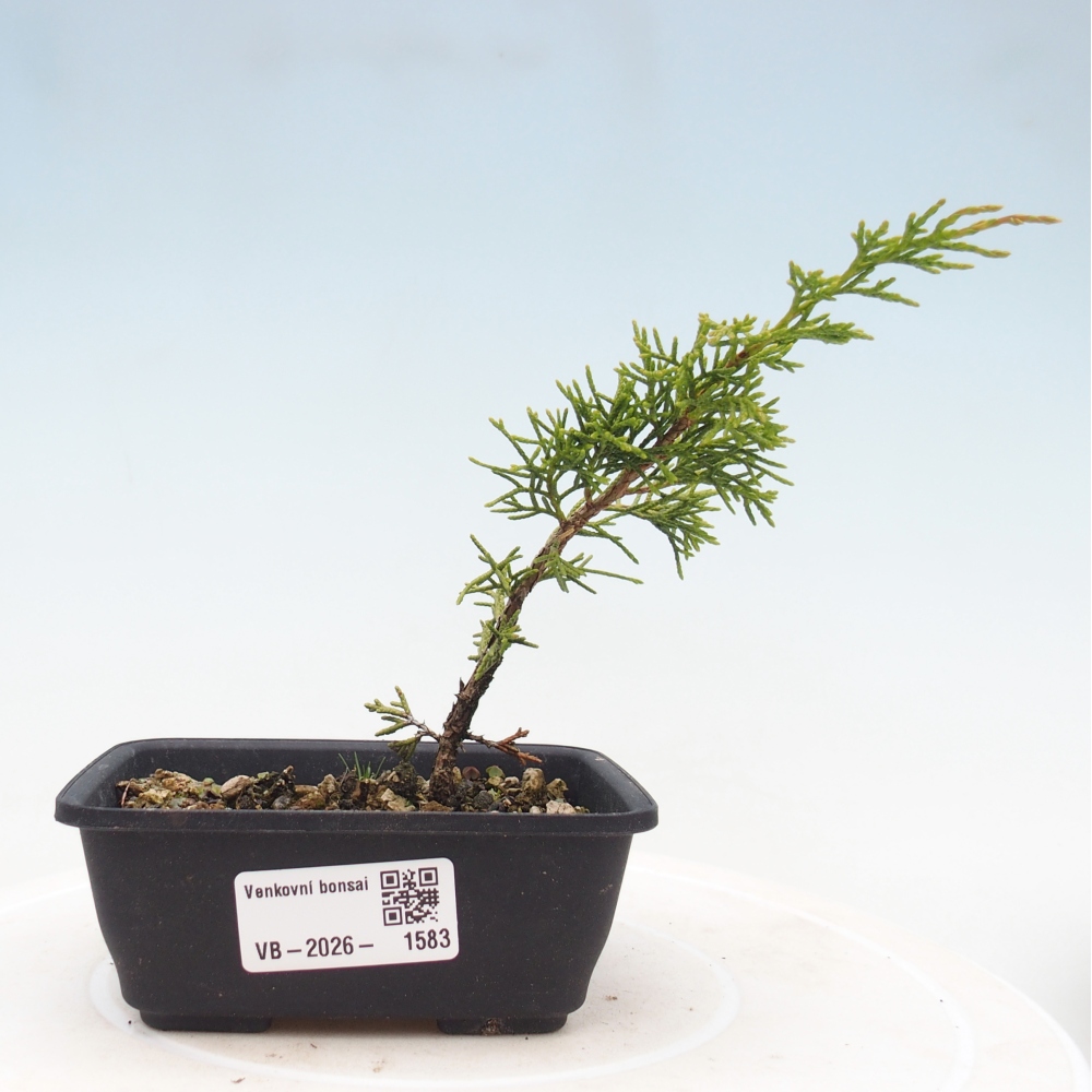 Bonsai für draußen - Juniperus chinensis Itoigawa