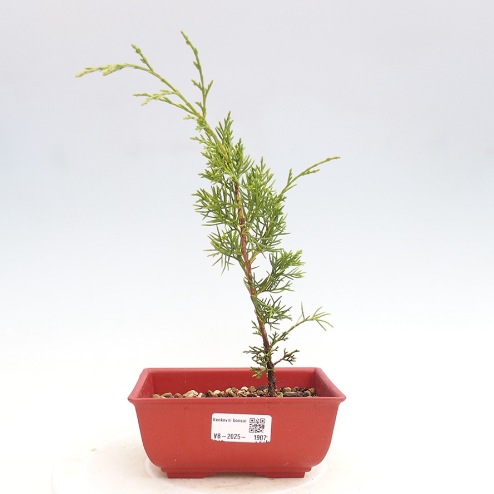 Outdoor bonsai - Juniperus chinensis Itoigawa - Chinese juniper