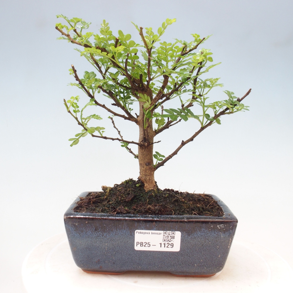 Indoor-Bonsai - Zantoxylum piperitum - Pfefferminze
