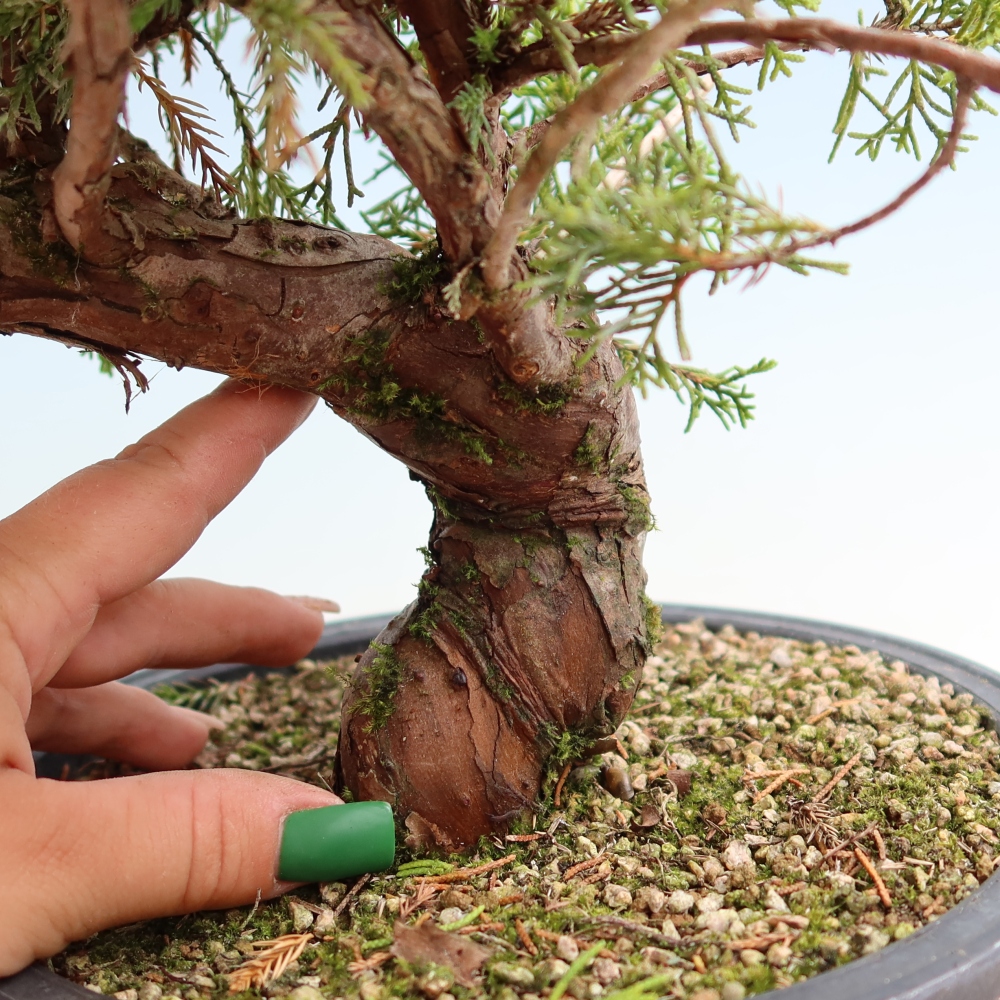 Bonsai für draußen - Juniperus chinensis Itoigawa-Juniperus chinensis