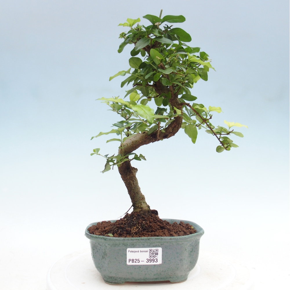 Zimmer Bonsai -Ligustrum chinensis - Vogelschnabel