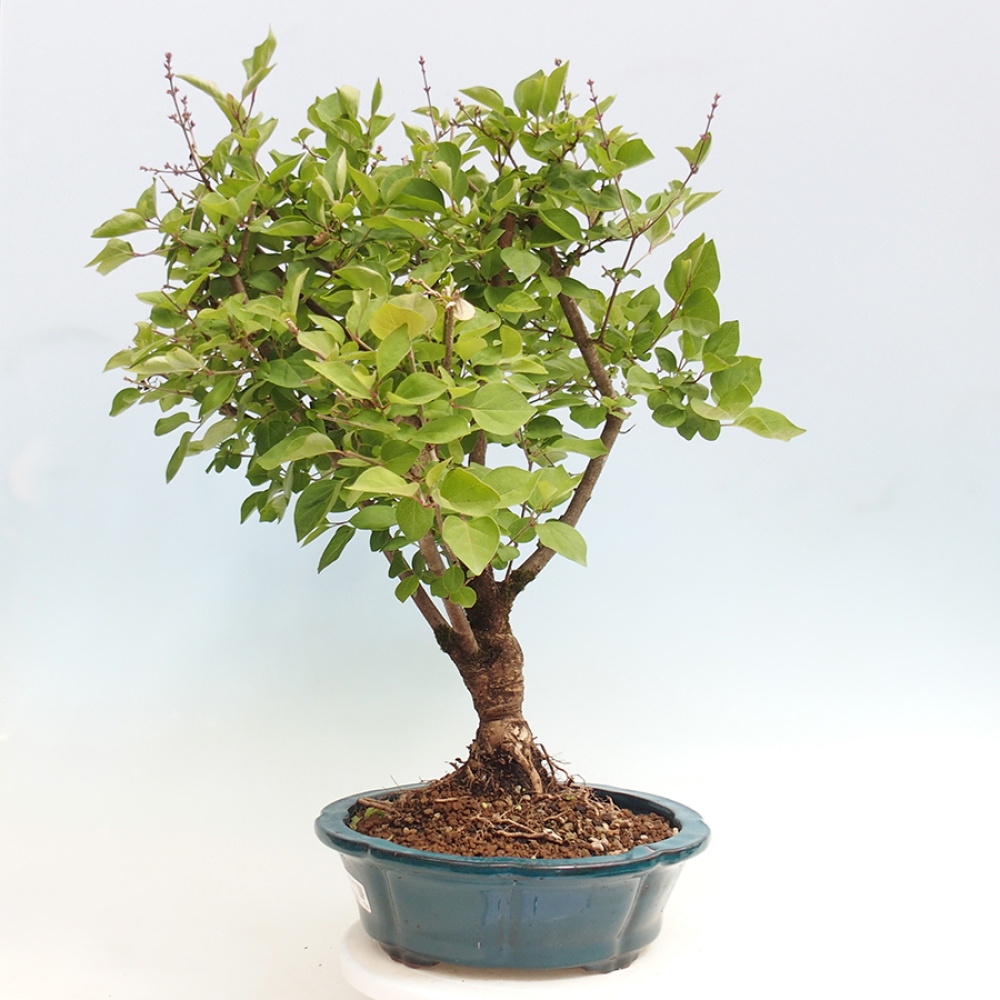 Bonsai im Freien – Syringa Meyeri Palibin – Meyers Flieder