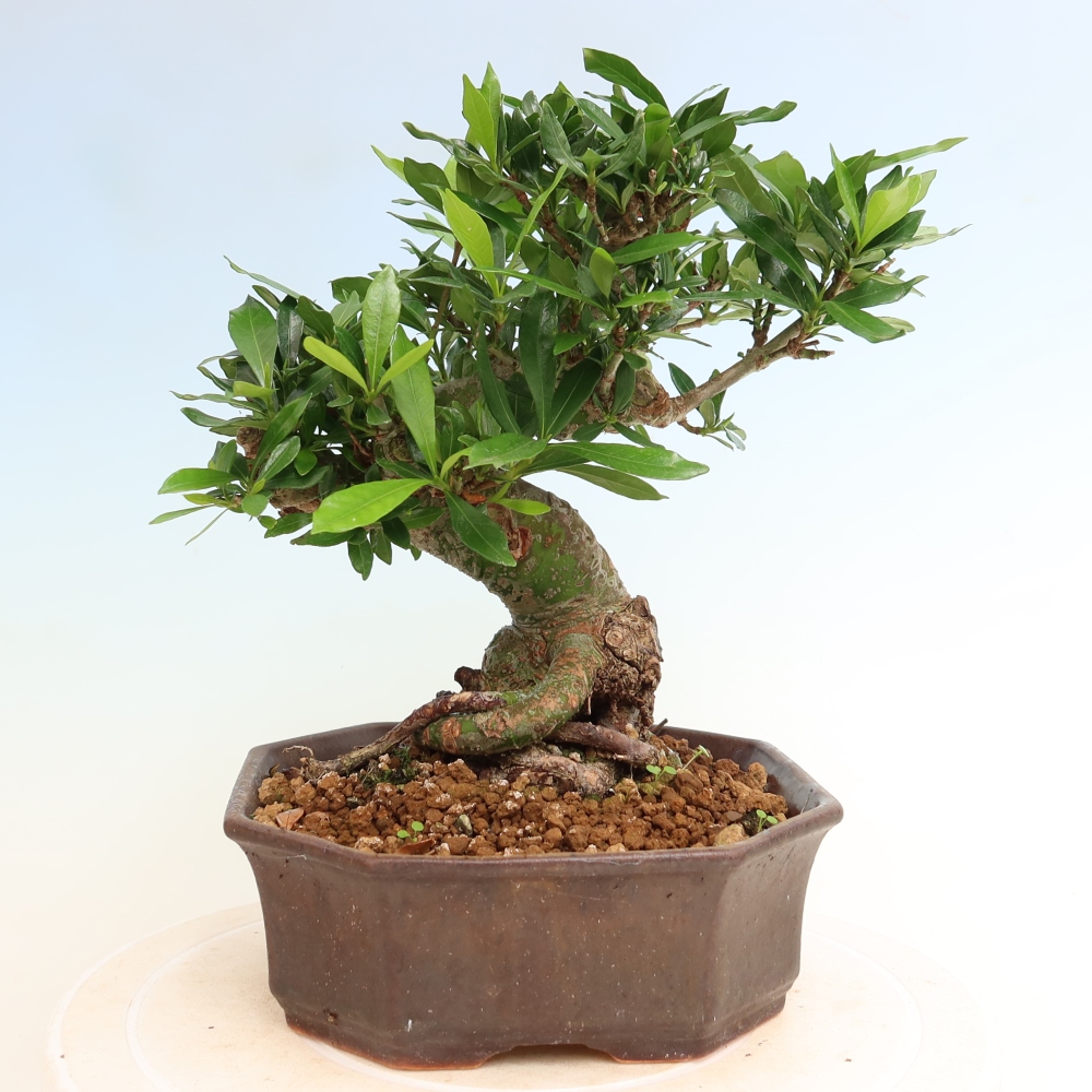 Zimmer Bonsai - Gardenia jasminoides-Gardenia