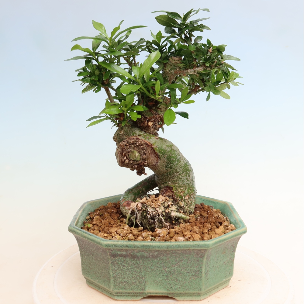 Zimmer Bonsai - Gardenia jasminoides-Gardenia