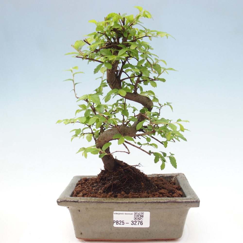 Zimmerbonsai - Ulmus parvifolia - Kleinblättrige Ulme