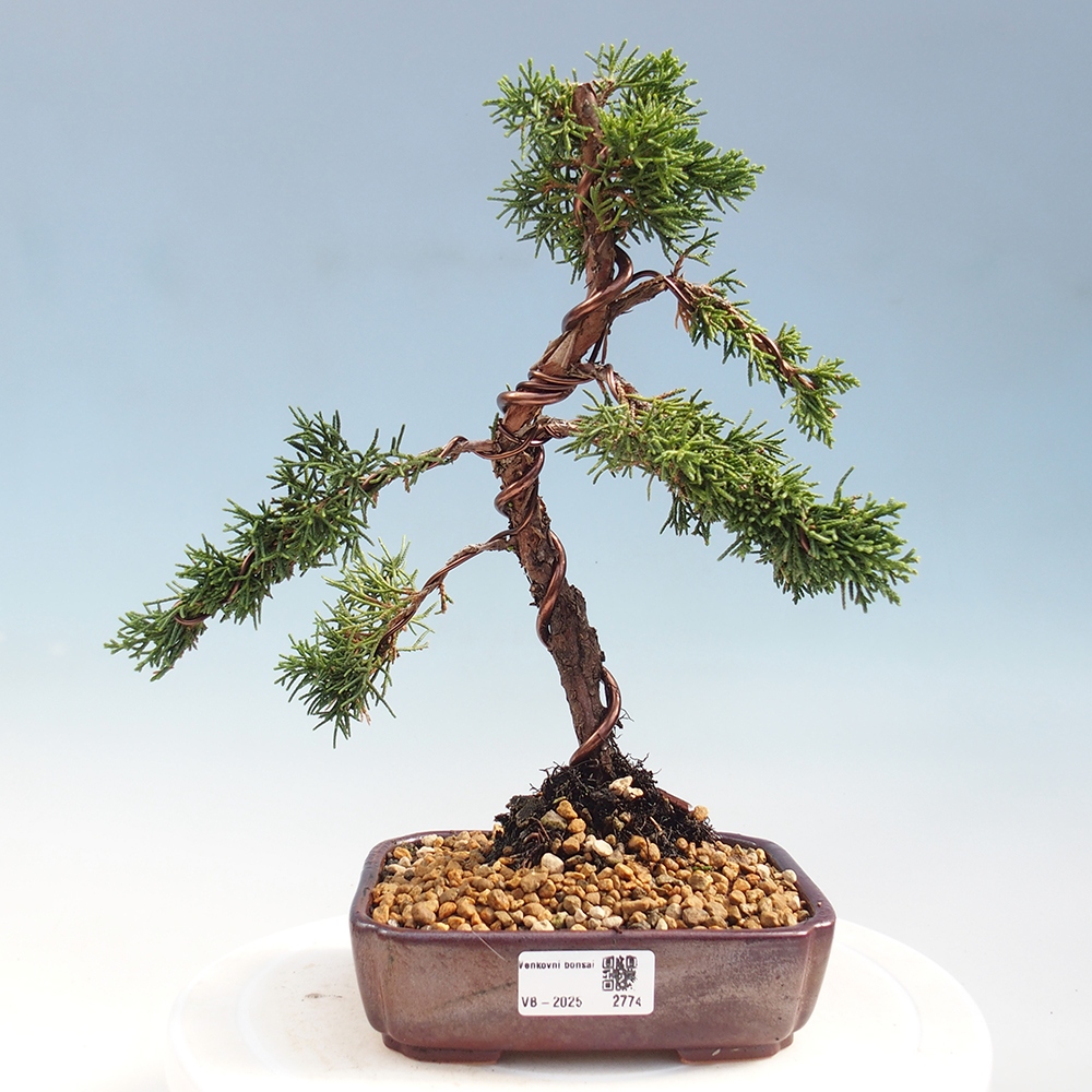 Bonsai im Freien - Juniperus chinensis Kishu - Chinesischer Wacholder