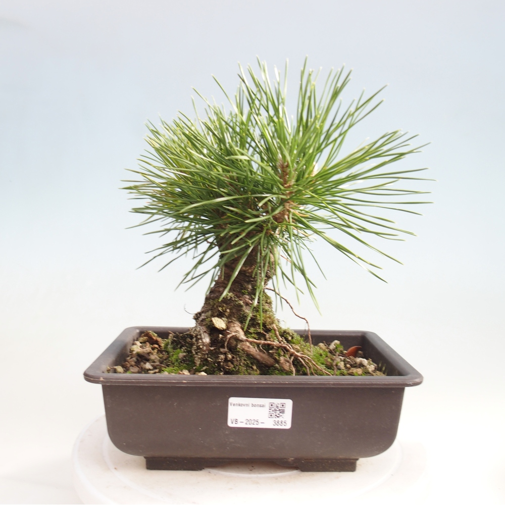 Bonsai für draußen - Pinus thunbergii - Thunberg-Kiefer