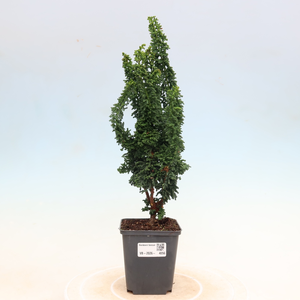Bonsai für draußen - Cham. obtusa SEKKA HINOKI - Zypresse