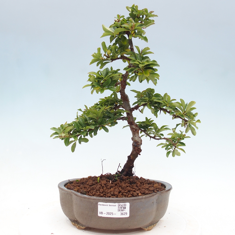 Outdoor Bonsai-Pyracanta Teton -Bäckerei