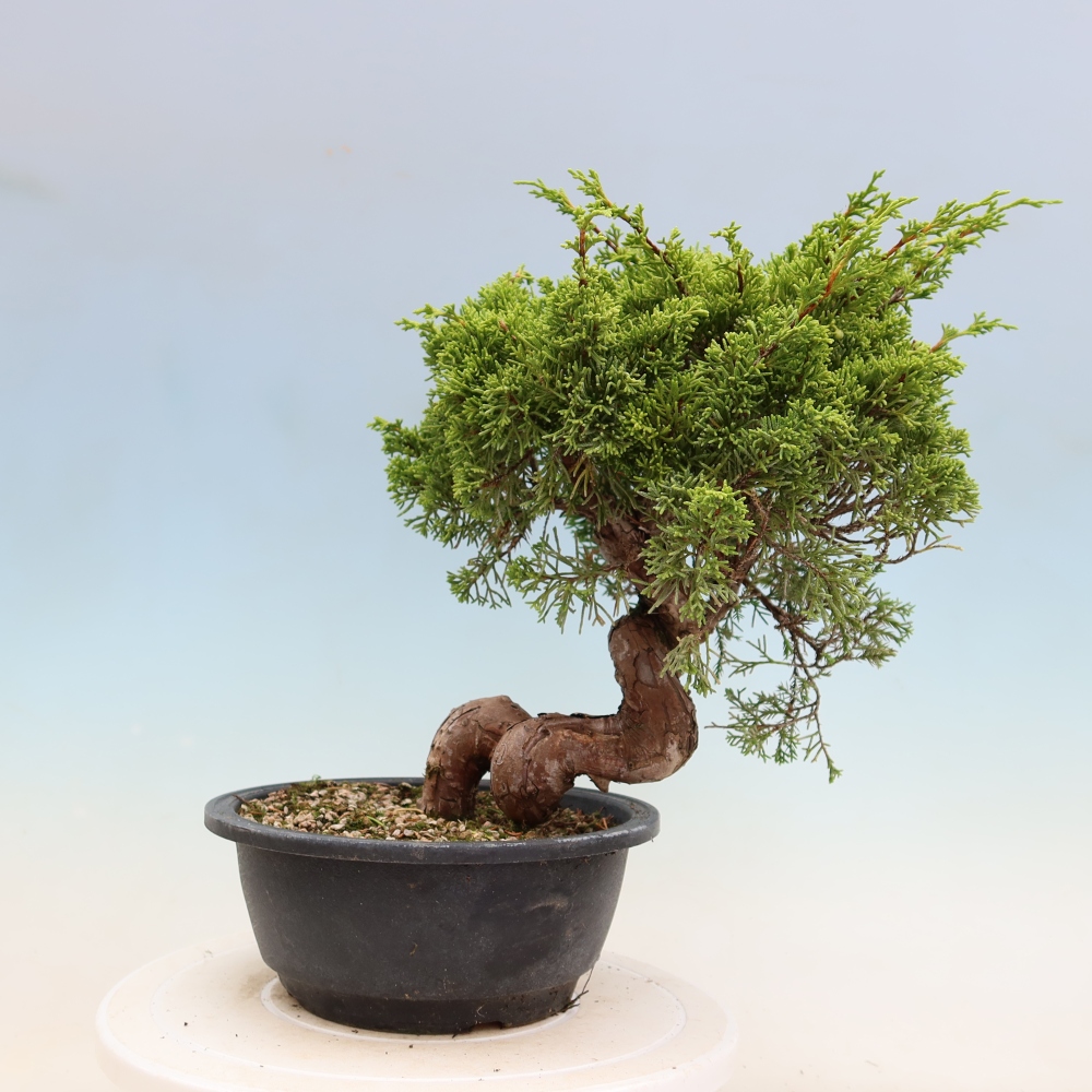 Bonsai für draußen - Juniperus chinensis Itoigawa-Juniperus chinensis