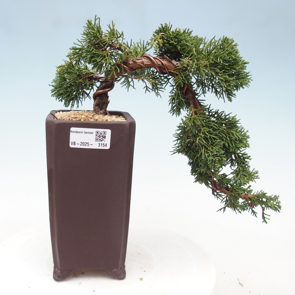 Bonsai im Freien - Juniperus chinensis Kishu - Chinesischer Wacholder
