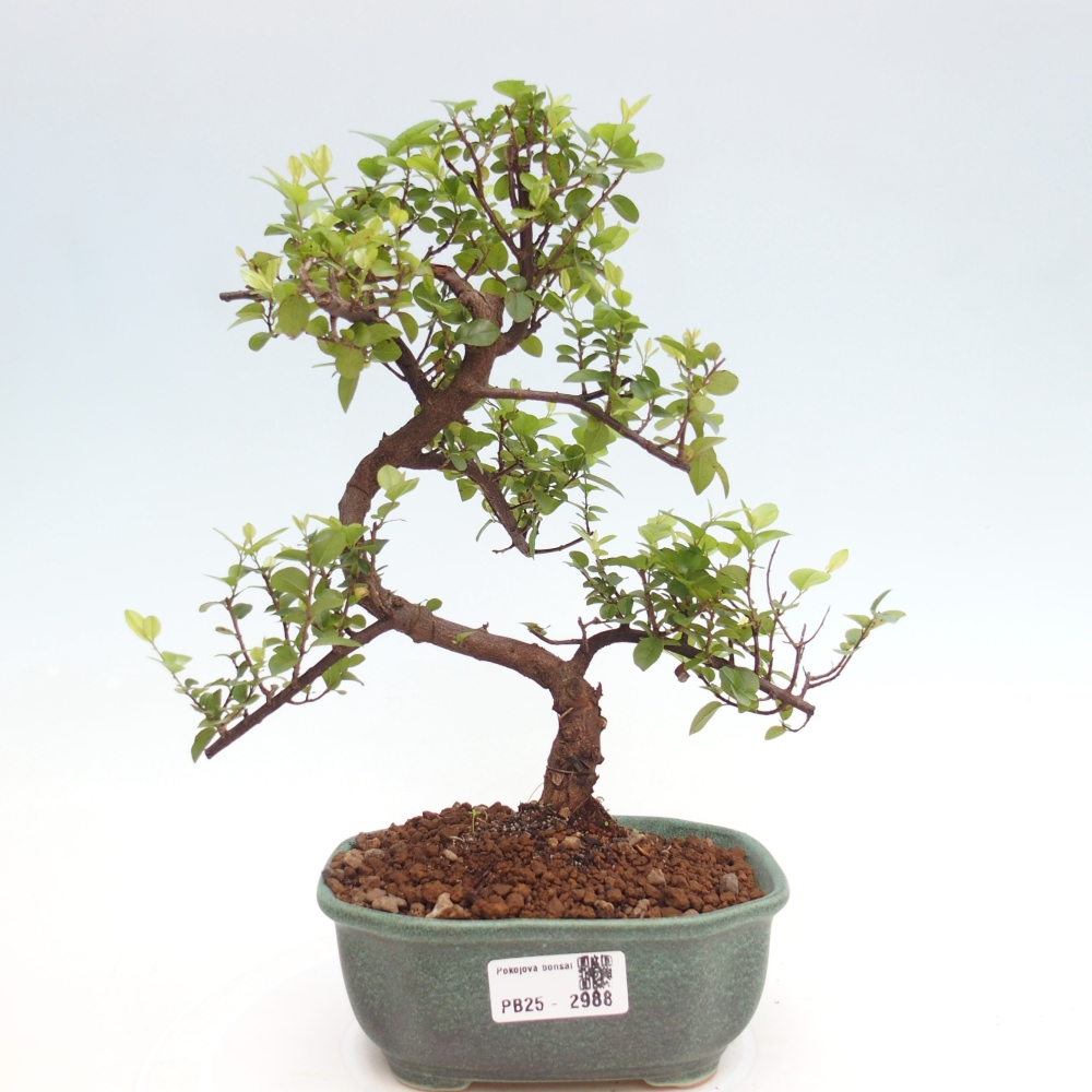 Zimmerbonsai - Sagerécie thea - Sagerécie thea