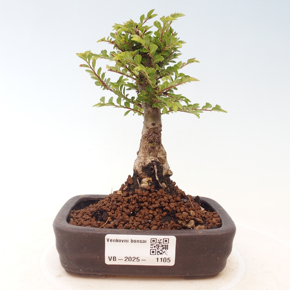 Bonsai im Freien - Ulmus parvifolia Sagei - Kleinblättrige Ulme