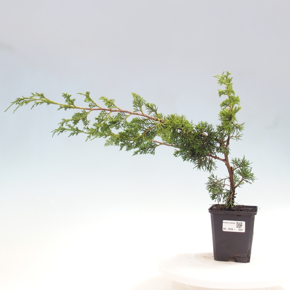Bonsai für draußen - Juniperus chinensis Itoigawa