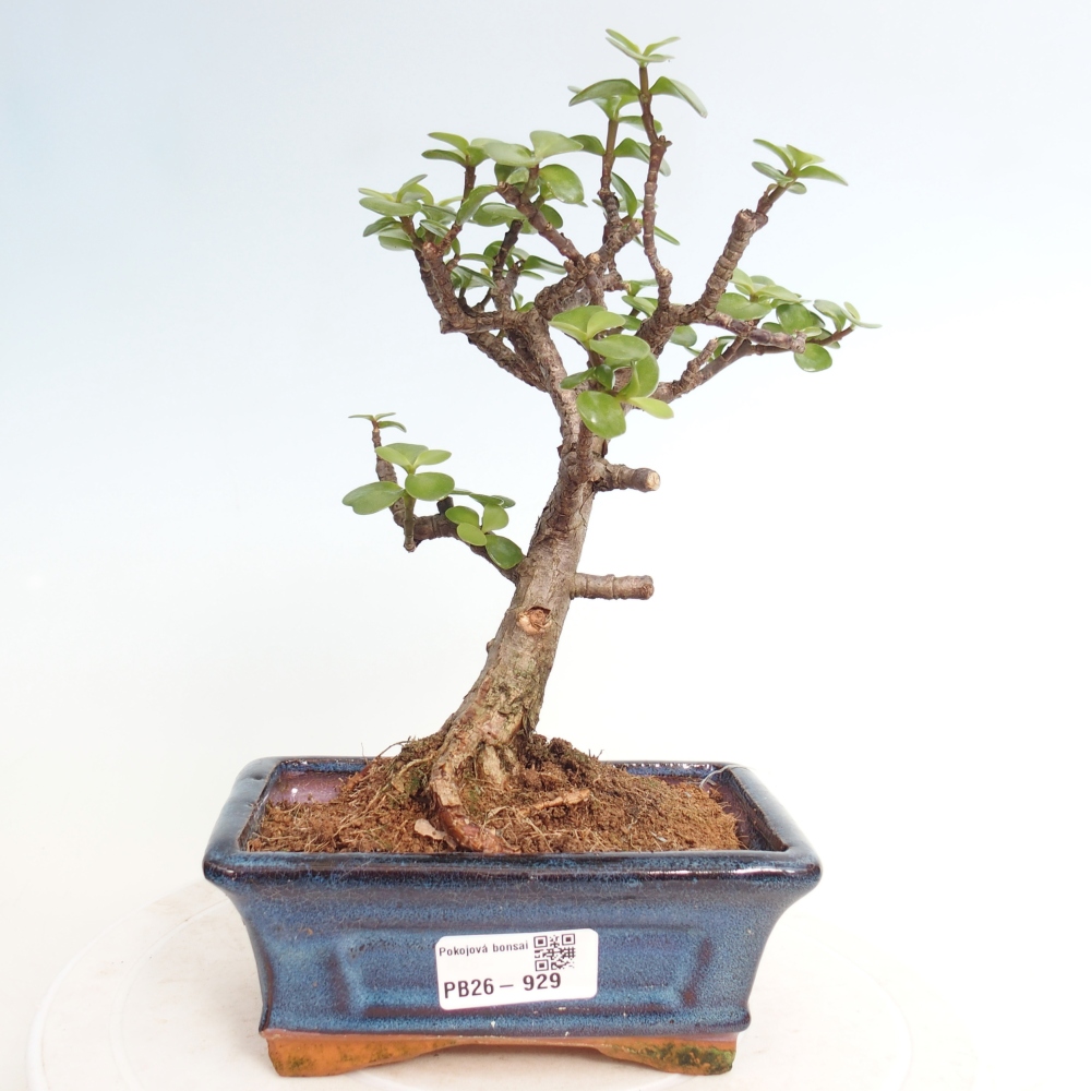 Zimmer Bonsai - Portulakaria Afra - Tlustice