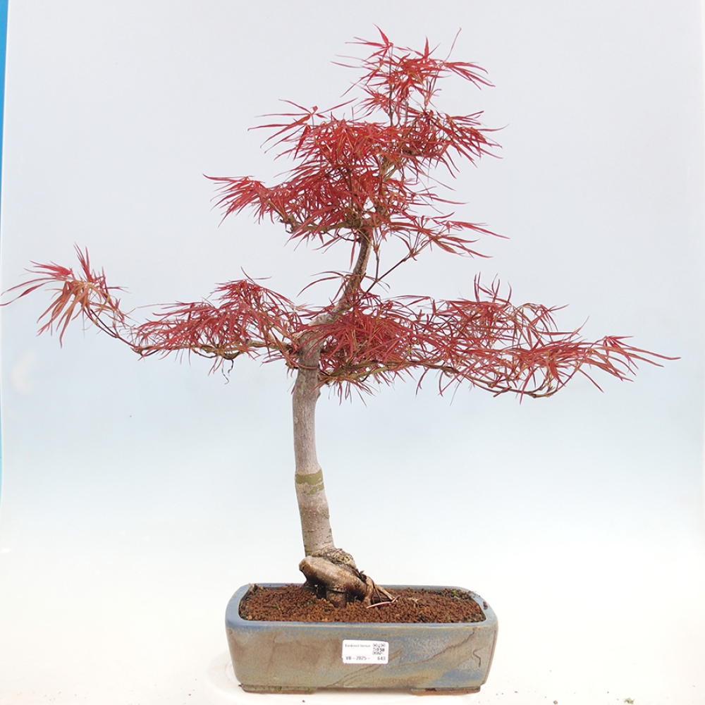 Bonsai im Freien - Acer palmatum RED PYGMY