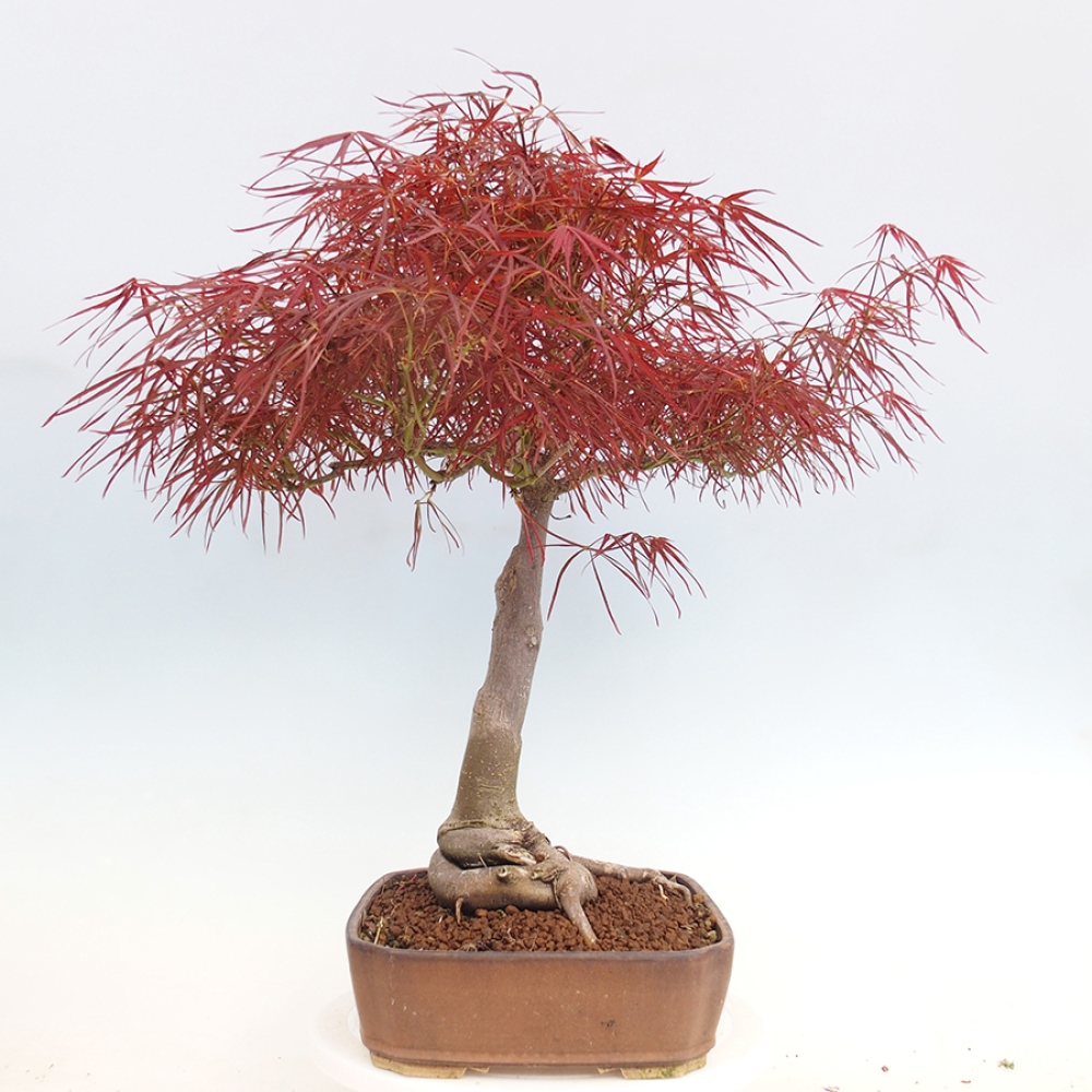 Bonsai im Freien - Acer palmatum RED PYGMY