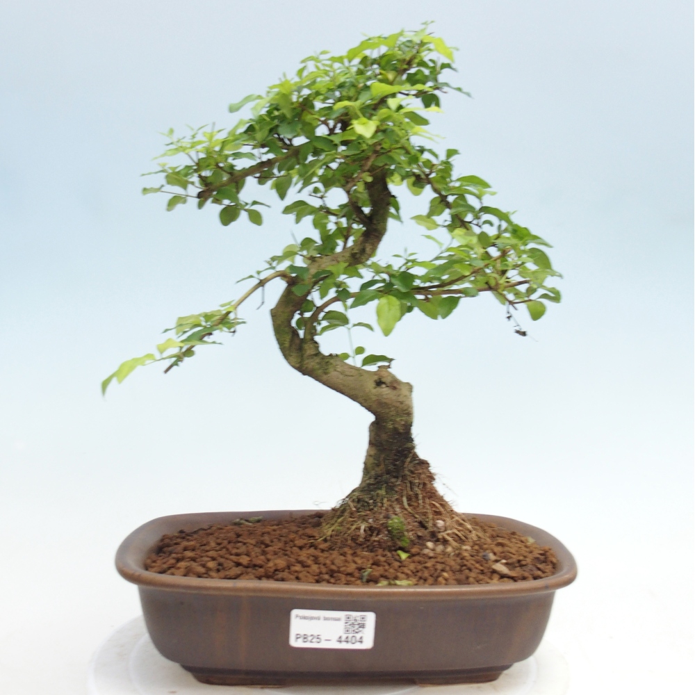 Zimmer Bonsai -Ligustrum chinensis - Vogelschnabel