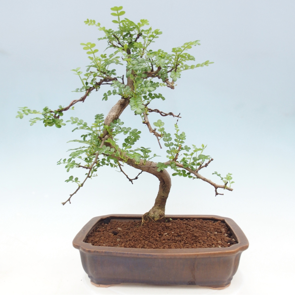 Zimmer Bonsai - Zantoxylum piperitum - Pfefferbaum