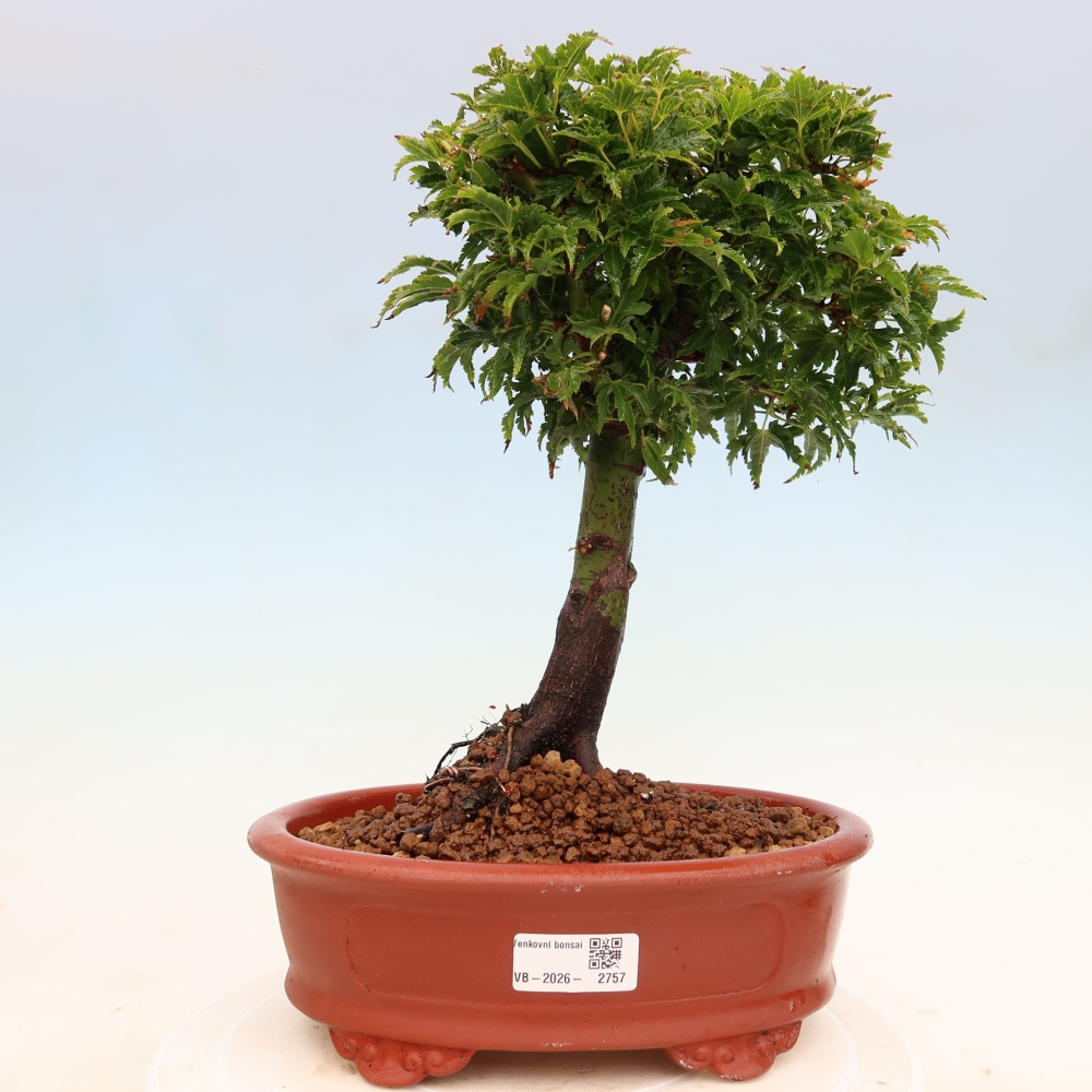Bonsai für draußen -Javor-Palme Acer palmatum Shishigashira