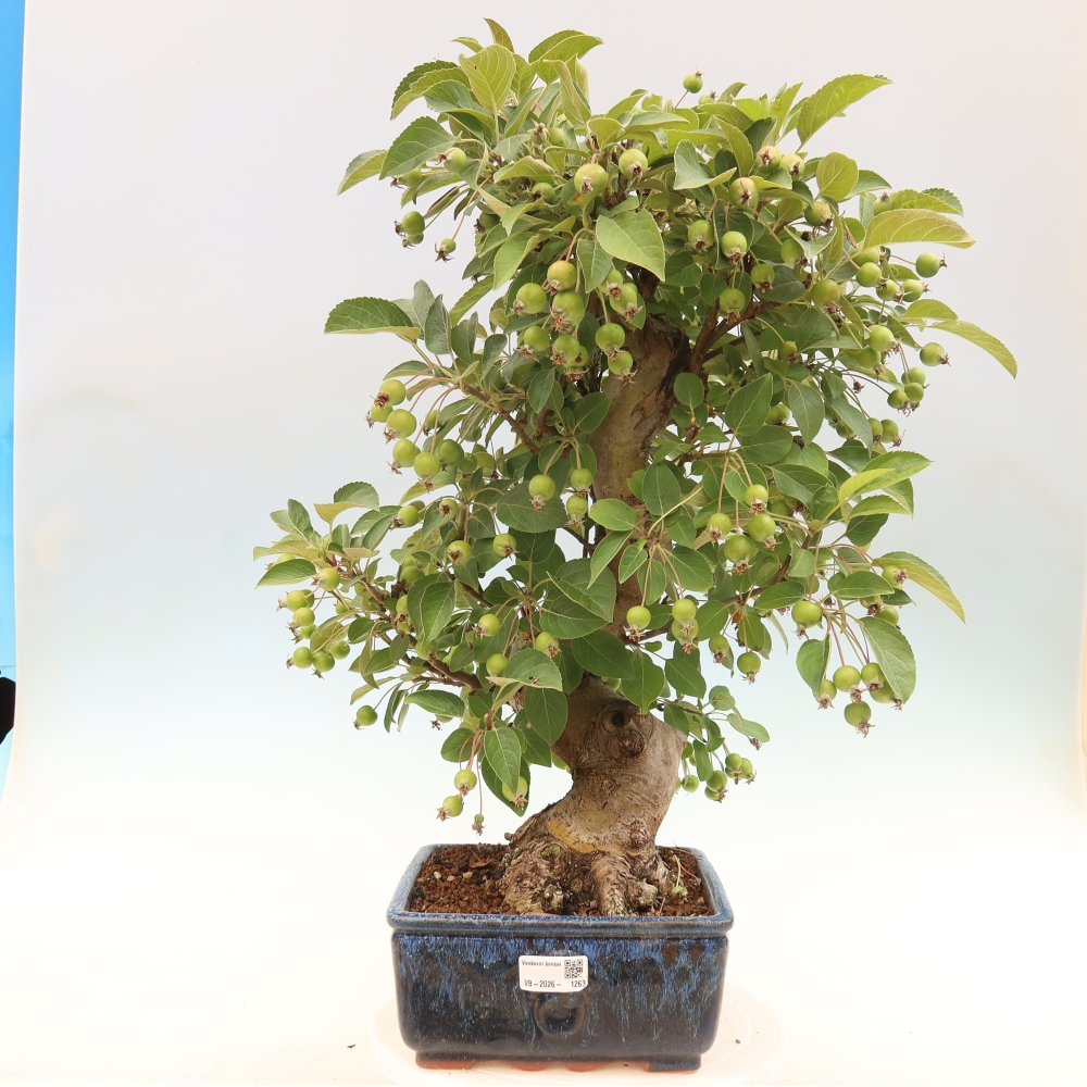 Outdoor-Bonsai -Malus halliana - Kleinfrüchtiger Apfelbaum
