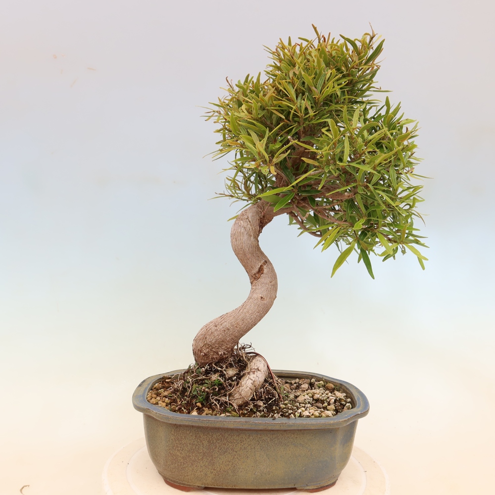 Zimmerbonsai - Ficus nerifolia - Kleinblättriger Ficus
