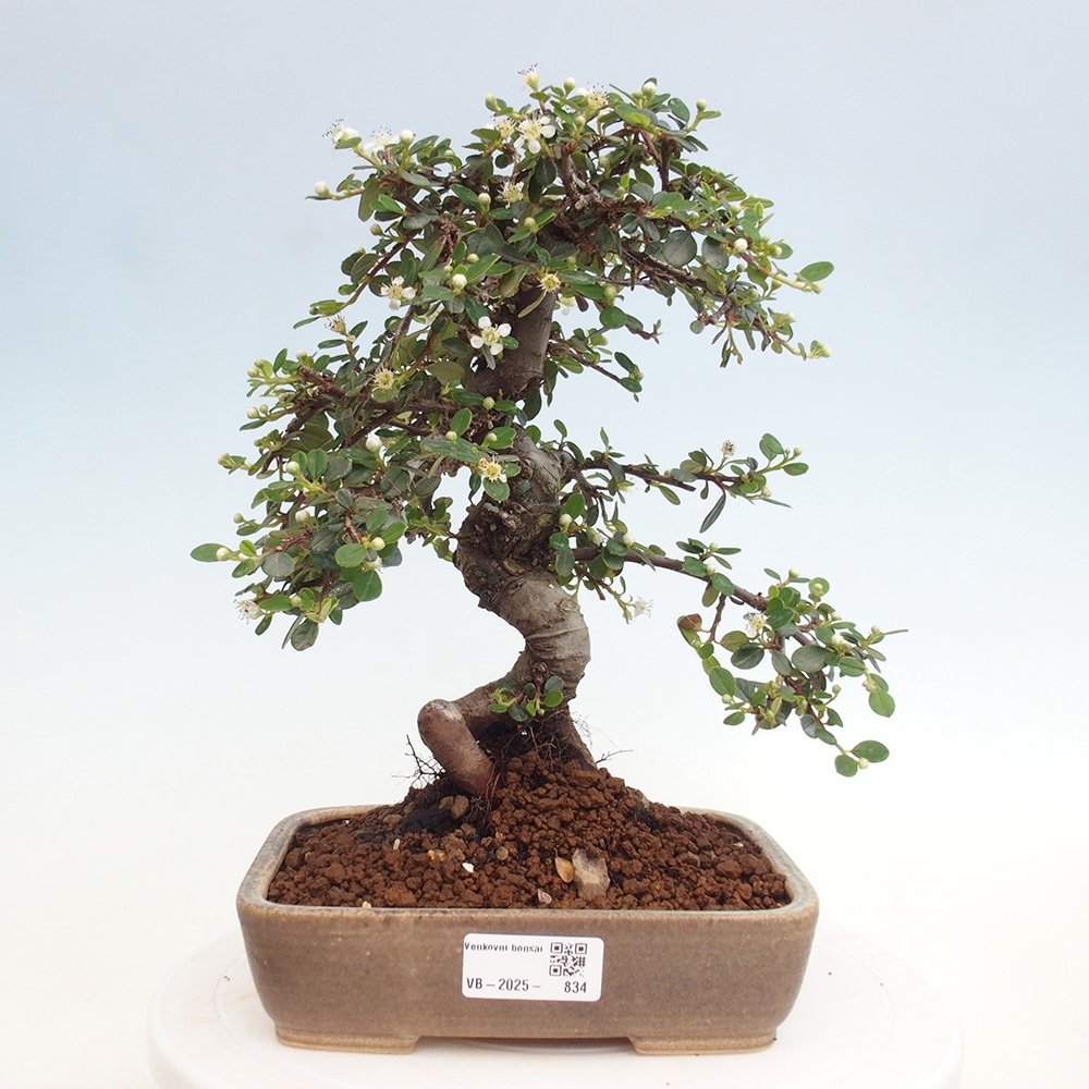 Outdoor-Bonsai-Cotoneaster dammeri - Rock Damer
