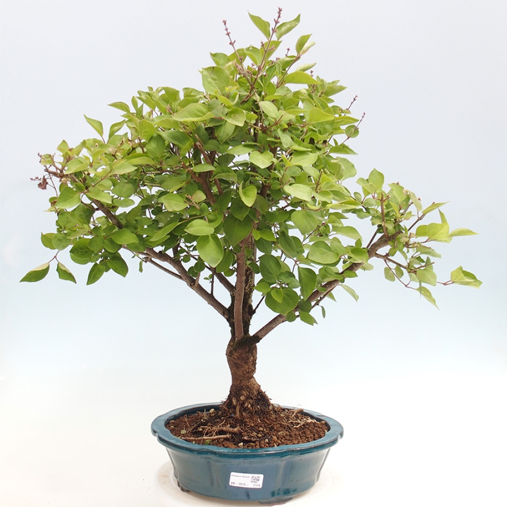Bonsai im Freien – Syringa Meyeri Palibin – Meyers Flieder