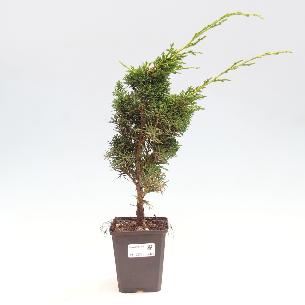 Outdoor-Bonsai - Juniperus chinensis Kishu - Chinesischer Wacholder