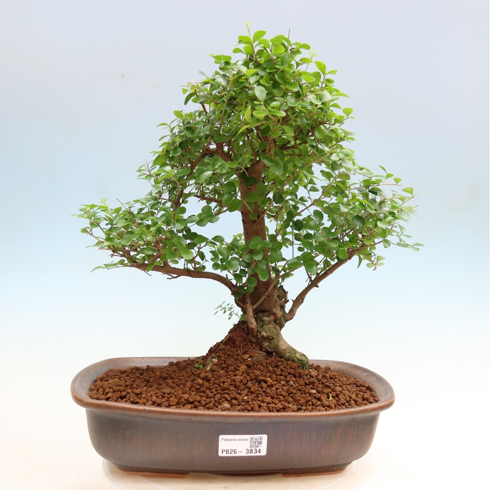Zimmerbonsai -Ligustrum retusa - Kleinblättriger Vogelschnabel